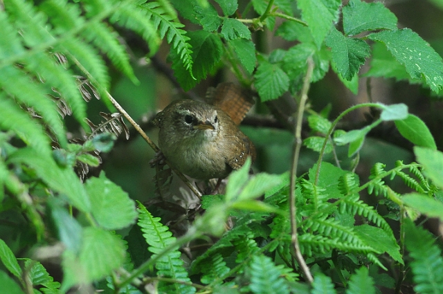19 05 14_4475_edited-1.jpg - WREN - BOLDERWOOD, NEW FOREST HANTS - SPRING 2014